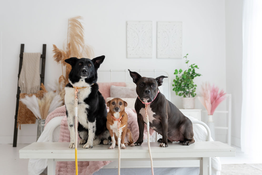 How To Keep Your Home Clean & Smelling Good With Dogs