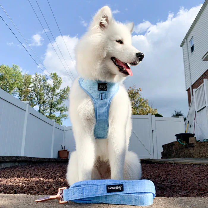 Blumond - Modern Dog Leash