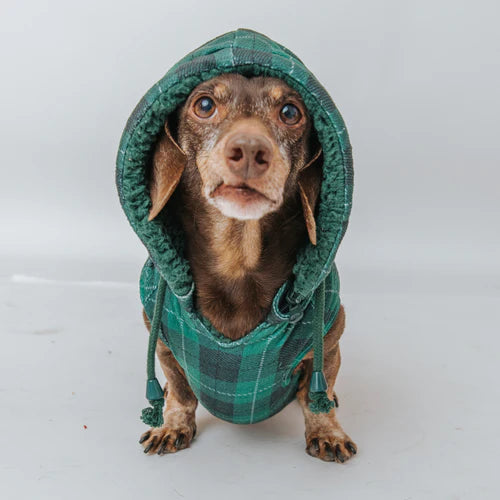 Barks Of Holly - Modern Dog Christmas Jacket