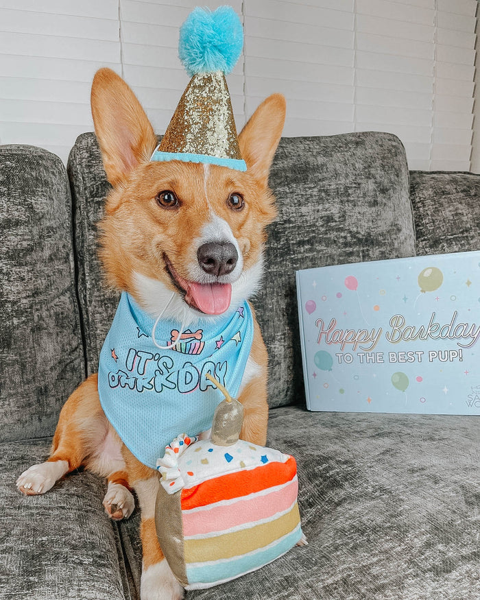 Barkday Blue - Modern Dog Bandana