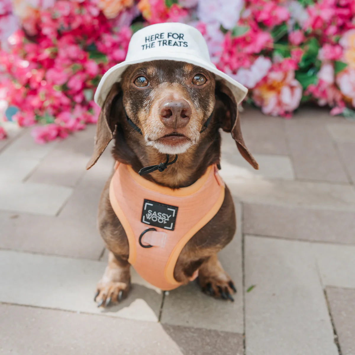 Here For The Treats - Modern Dog Bucket Hat