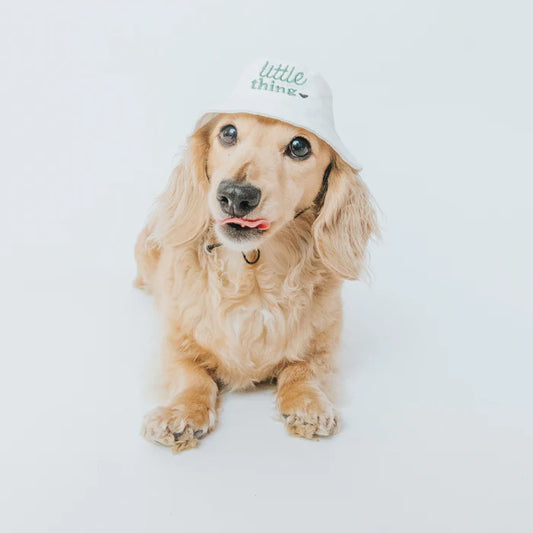 Little Thing - Modern Dog Bucket Hat