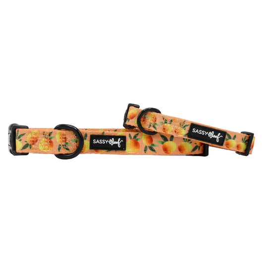 Mango Tango - Modern Dog Collar