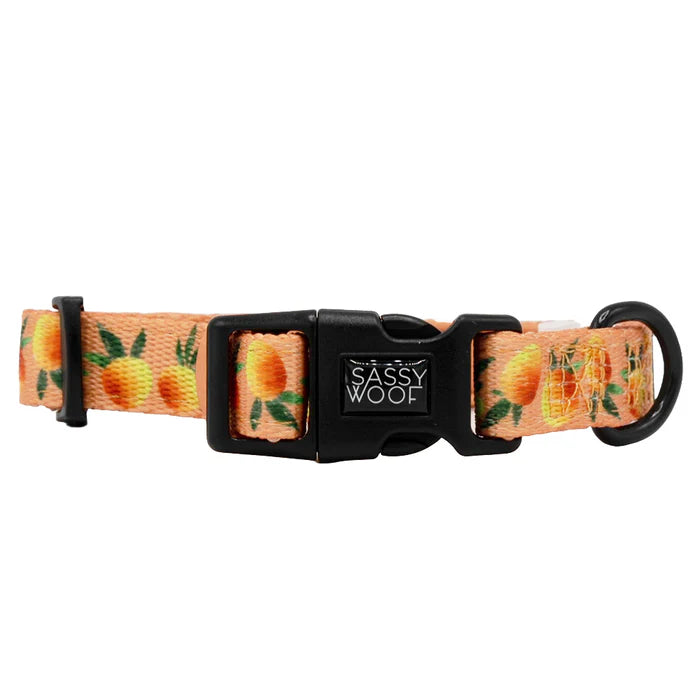 Mango Tango - Modern Dog Collar