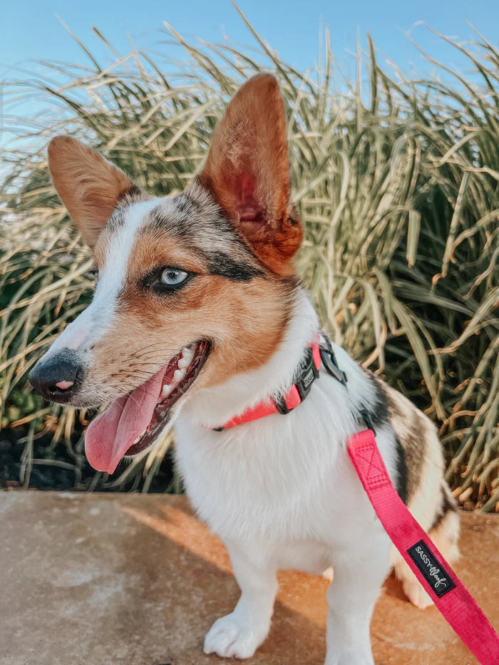 Neon Pink - Modern Dog Collar