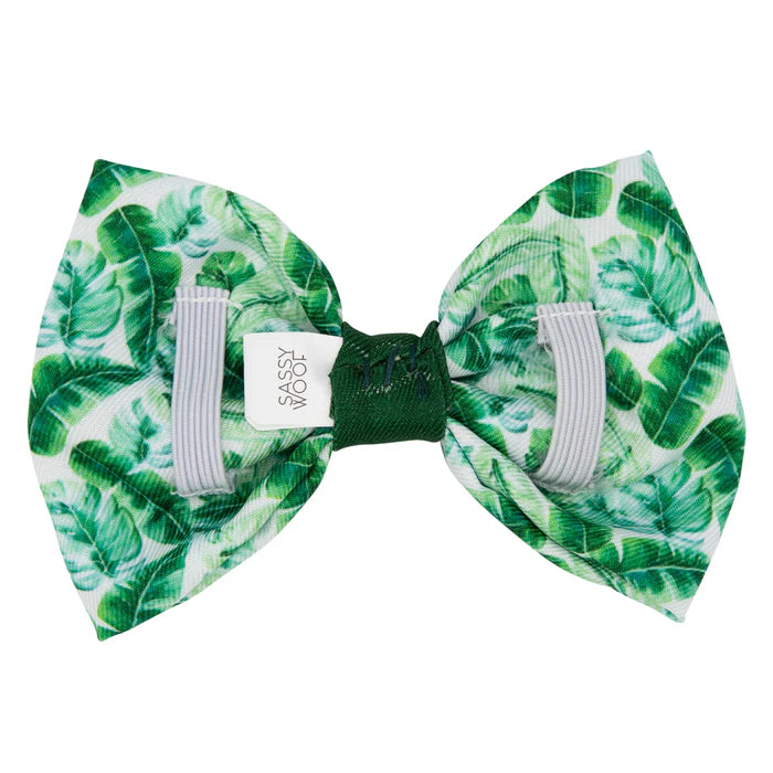 Verano - Modern Dog Bowtie