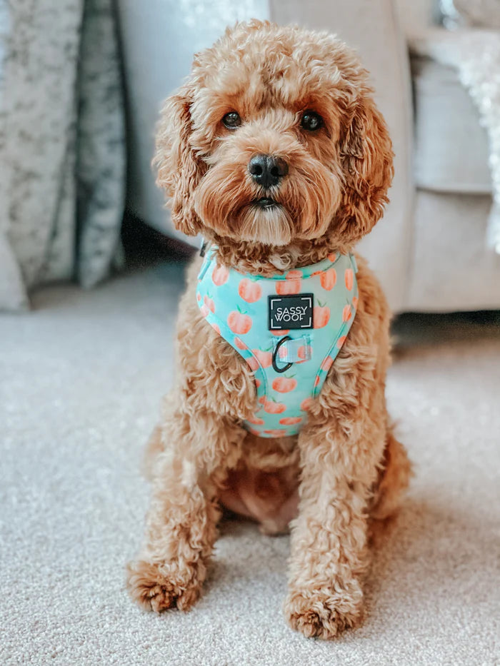 Peach Please - Modern Dog Adjustable Harness