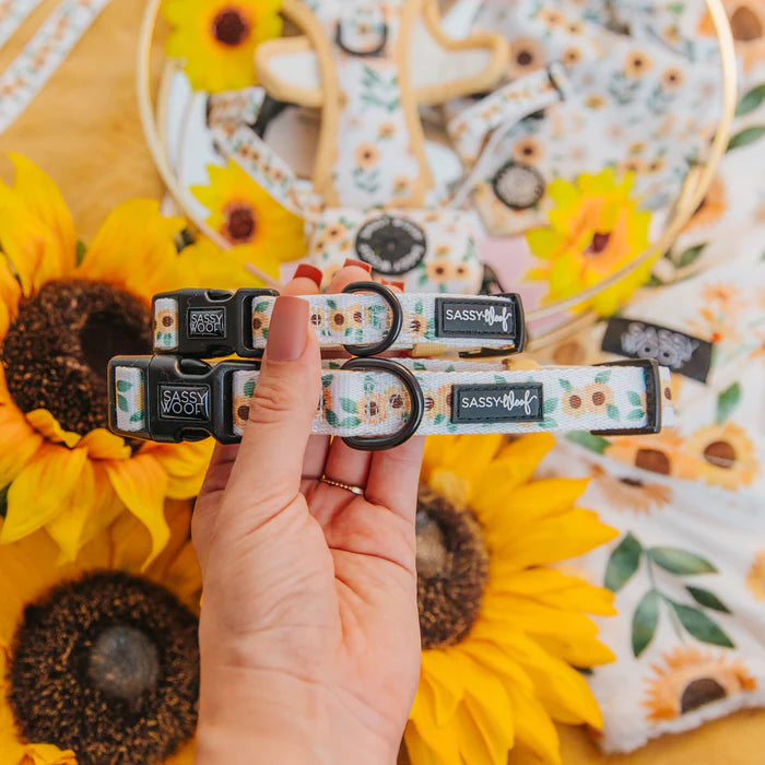 Sunflower Dreams - Modern Dog Collar