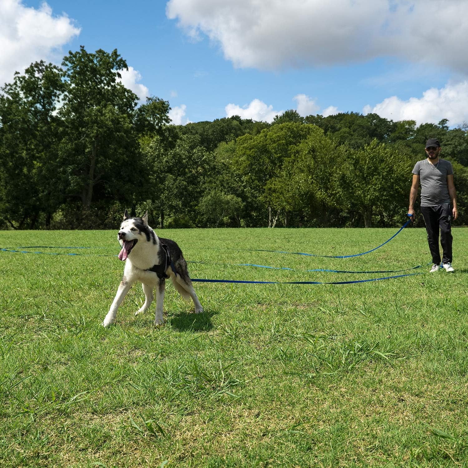 Dog Obedience Recall Training Leash 30 ft