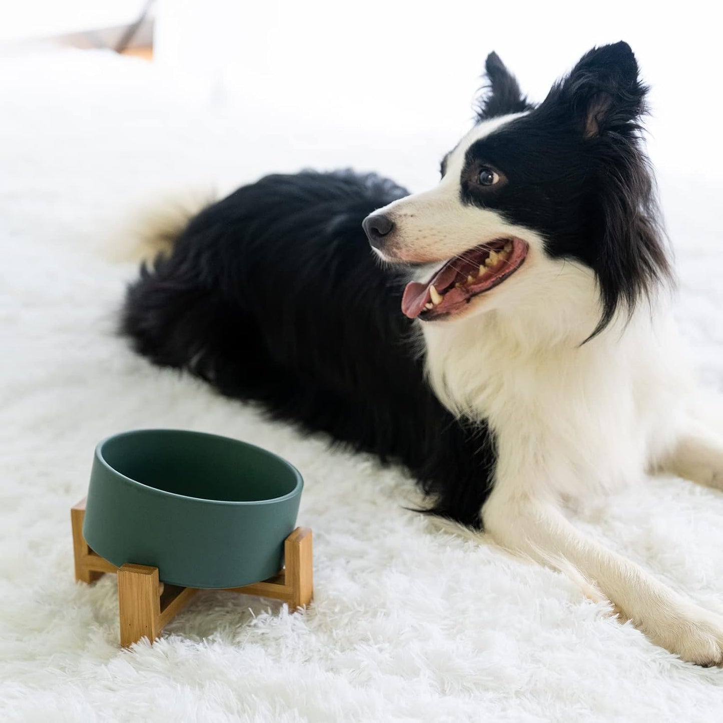 Modern Slanted Dog Bowls