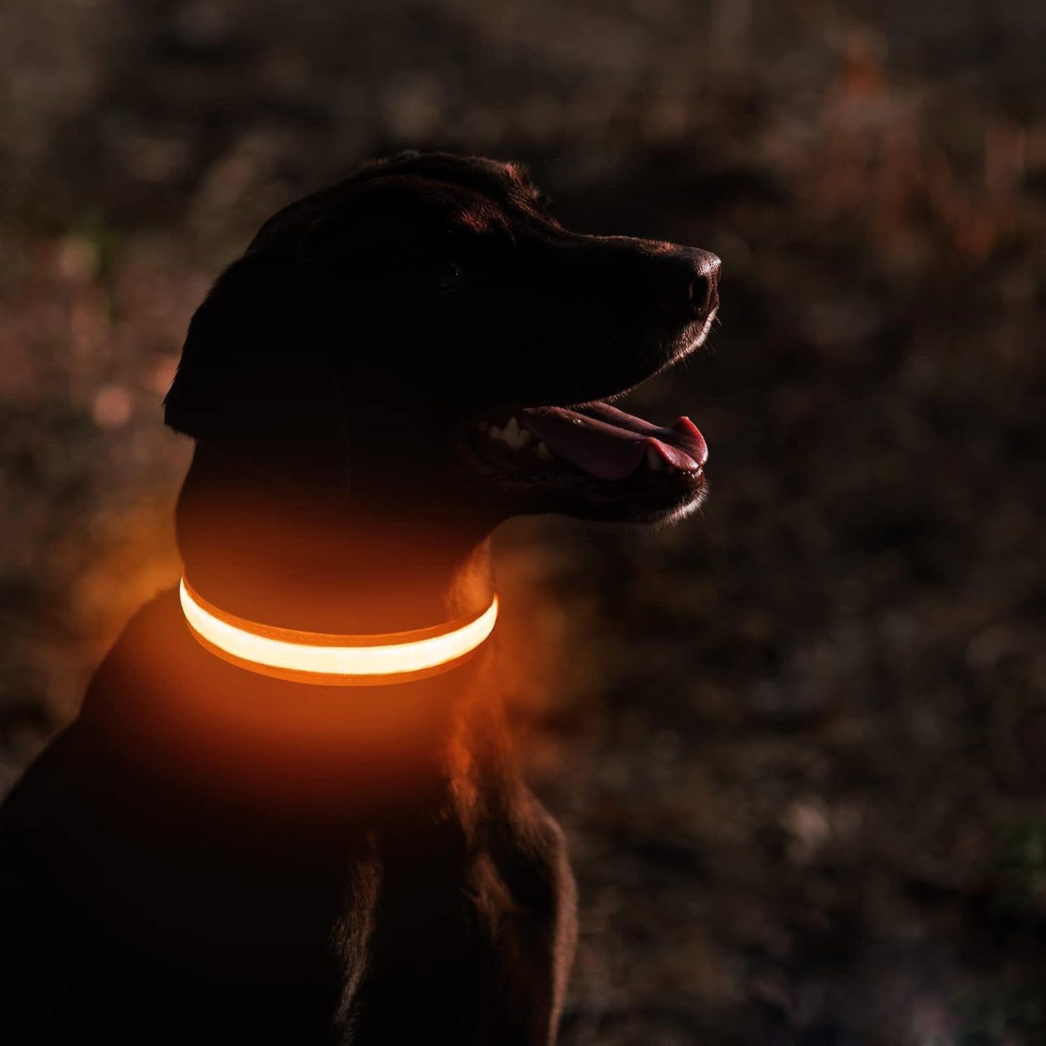 Light Up Dog Collars - Led Dog Collar 