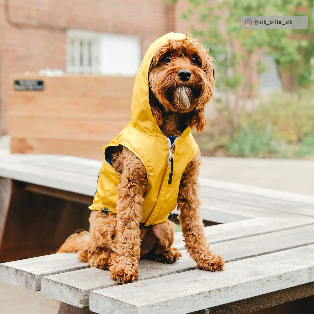 The Shark Attack Reversible Raincoat