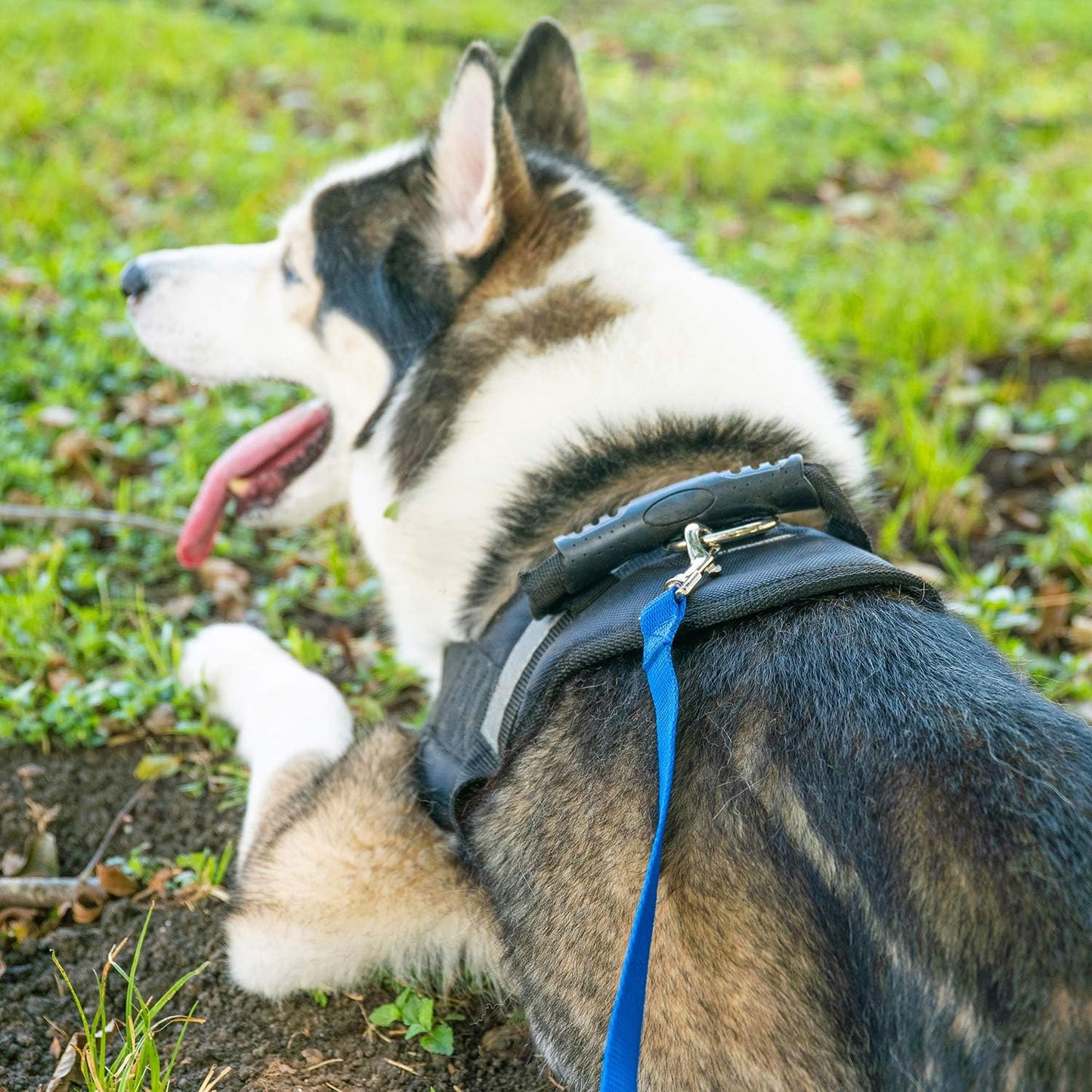 Dog Obedience Recall Training Leash 30 ft